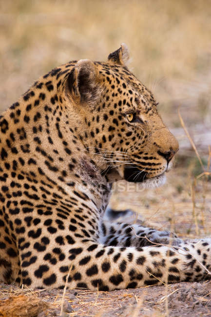 Леопард, Чобе Національний парк — стокове фото