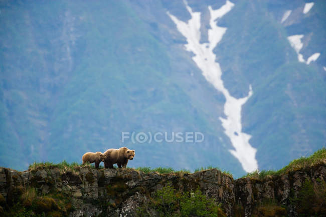 Бурые медведи, Национальный парк Катмай — стоковое фото