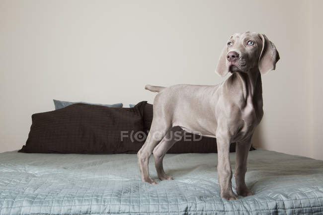 Weimaraner puppy standing up on a bed — Stock Photo