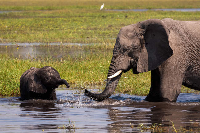 Elefantes africanos bebiendo agua en estanque - foto de stock