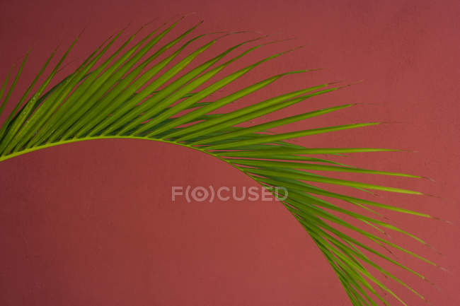 Palm frond against a red — Stock Photo