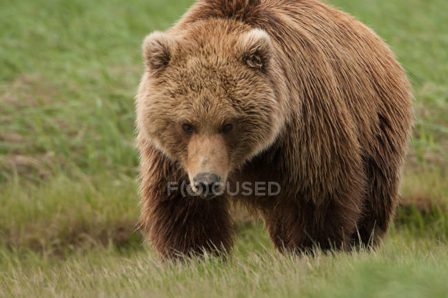Orso bruno, Parco nazionale del Katmai — Foto stock