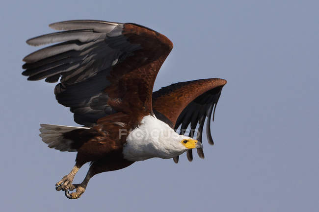 Aquila pescatrice africana — Foto stock