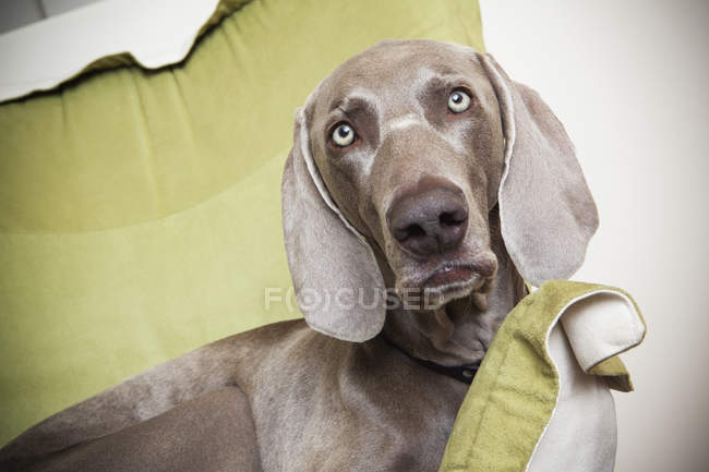 Weimaraner dog lounging on a chair. — Stock Photo