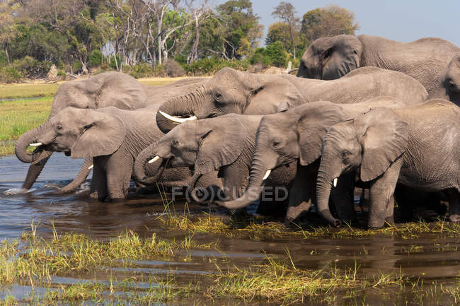 Elefantes africanos bebiendo agua en estanque - foto de stock