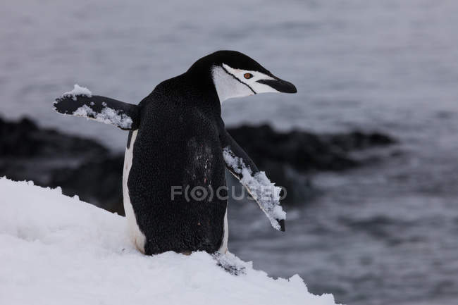 Chinstrap pingüino en la naturaleza - foto de stock