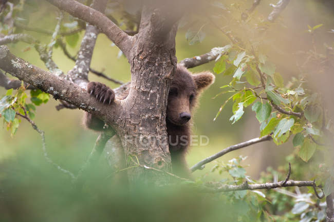 Ourson brun grimpant un arbre — Photo de stock