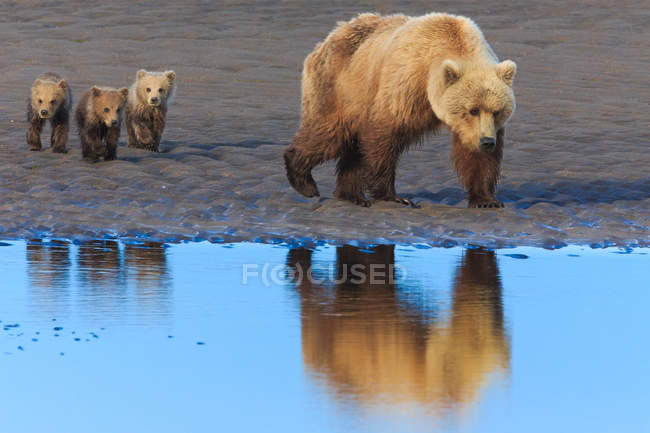 Brown bear sow and cubs — Stock Photo