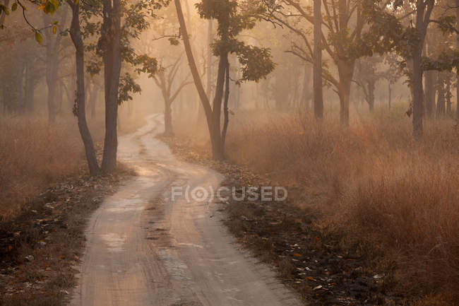 Parque Nacional Bandhavgarh - foto de stock