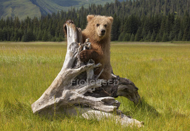 Urso castanho, Alasca, EUA — Fotografia de Stock