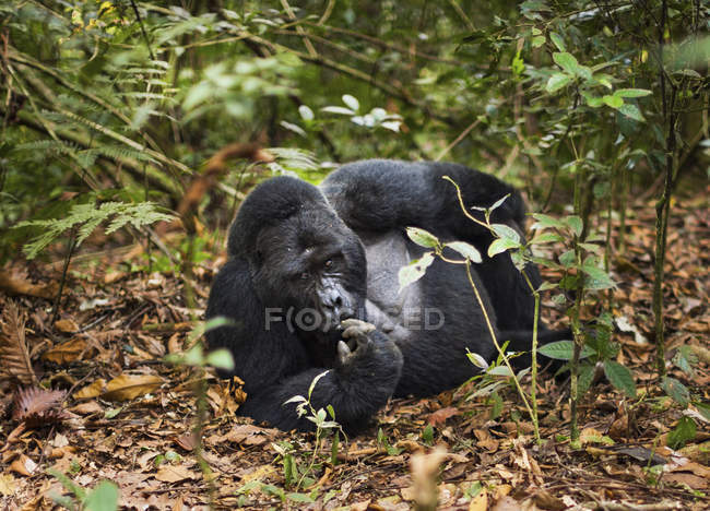 Gorila da montanha, Parque Nacional dos Vulcões — Fotografia de Stock