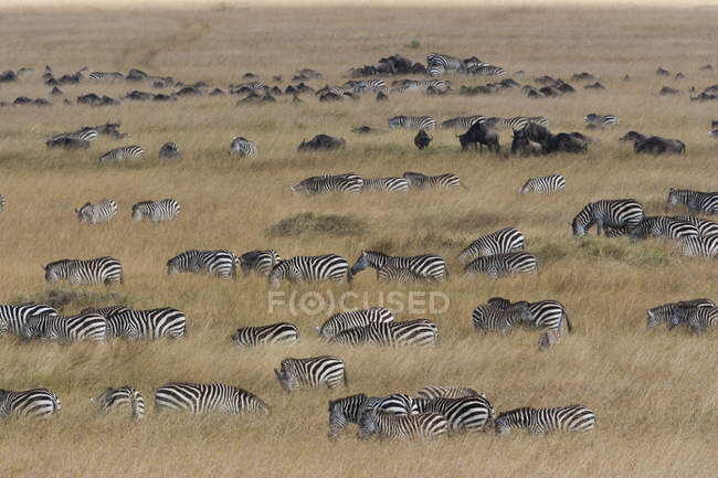 Grant's zebras and wildebeests — Stock Photo