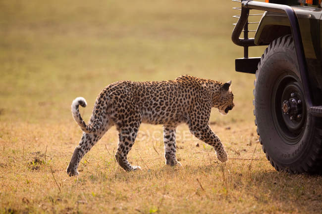 Leopardo caminhando perto de carro turístico — Fotografia de Stock