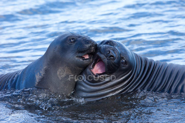 Elefante meridionale cuccioli di foca — Foto stock