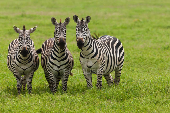 Cebras de llanuras, Área de Conservación de Ngorongoro - foto de stock