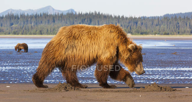 Braunbären, Alakka, USA — Stockfoto