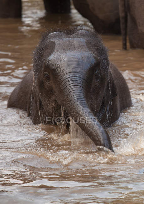 Elefanti asiatici in acqua — Foto stock