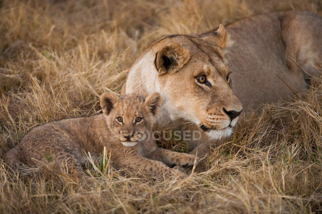 León y cachorro africanos - foto de stock