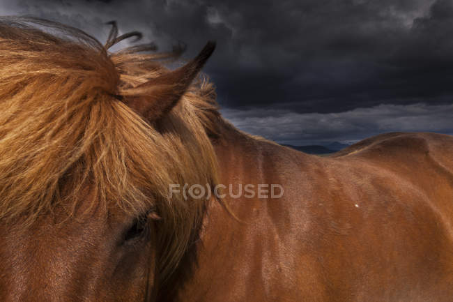 Icelandic horse with a thick brown mane. — Stock Photo