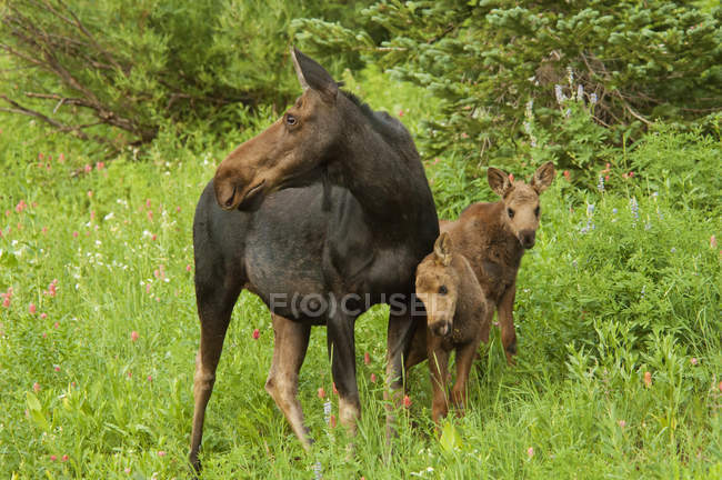 Adult female moose with two calves — Stock Photo