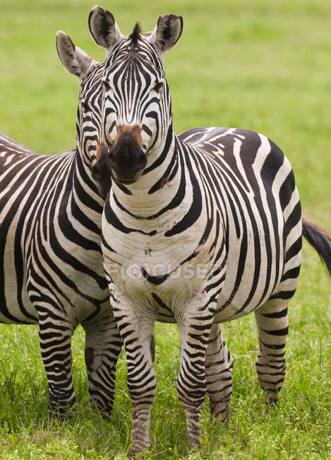 Ebenen-Zebras, Ngorongoro-Schutzgebiet — Stockfoto