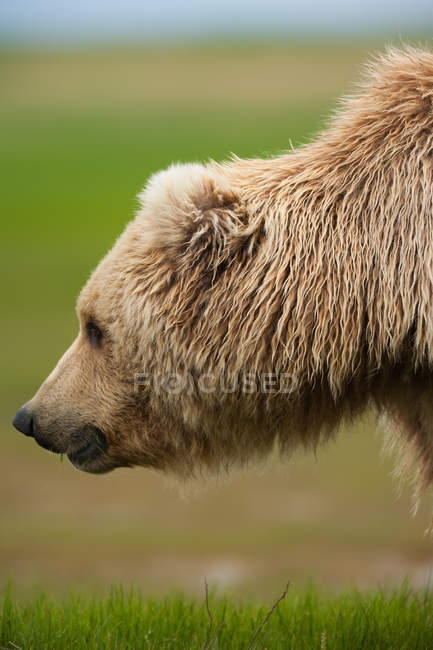 Oso pardo, Parque Nacional Katmai - foto de stock