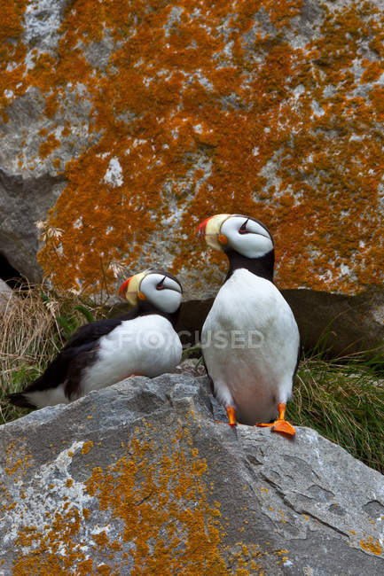 Puffins on lichen-covered cliff. — Stock Photo