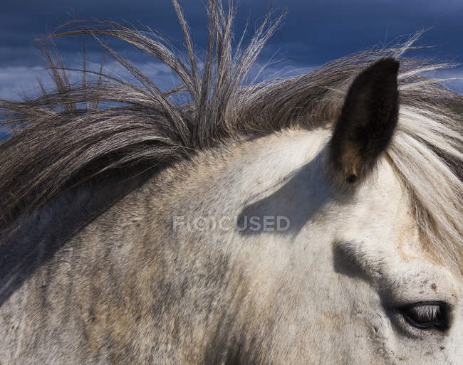 Cavalo islandês, com um casaco cinzento — Fotografia de Stock