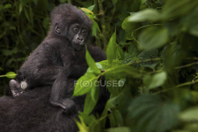 Gorilla di montagna giovane — Foto stock