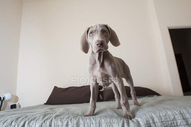 Weimaraner puppy standing on a bed. — Stock Photo
