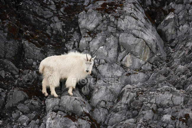 Горная коза в заливе Фасиер — стоковое фото