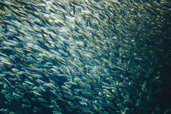 Sardinas del Pacífico pescado en un cardumen - foto de stock