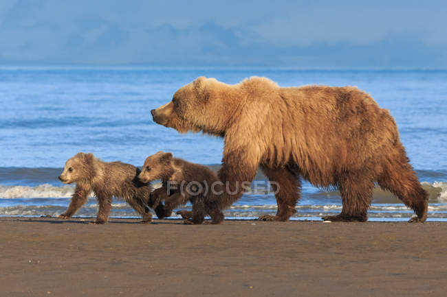 Бурий ведмідь сіяти і ведмежат — стокове фото
