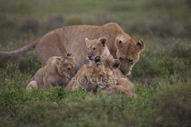 Familia de un león y sus cachorros - foto de stock