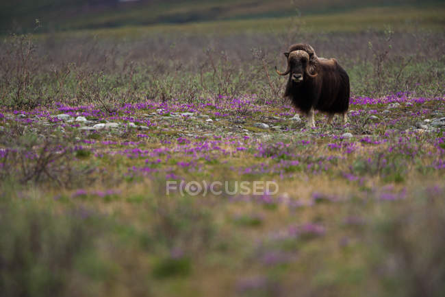 Muskox, Refúgio Nacional da Vida Selvagem do Ártico — Fotografia de Stock
