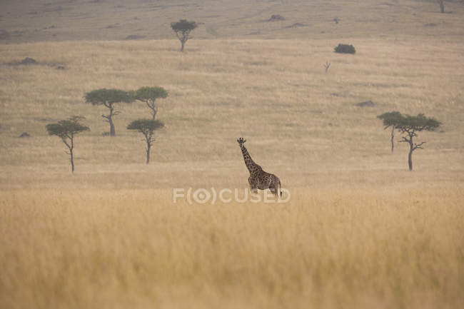 Витиснений жираф у савані — стокове фото