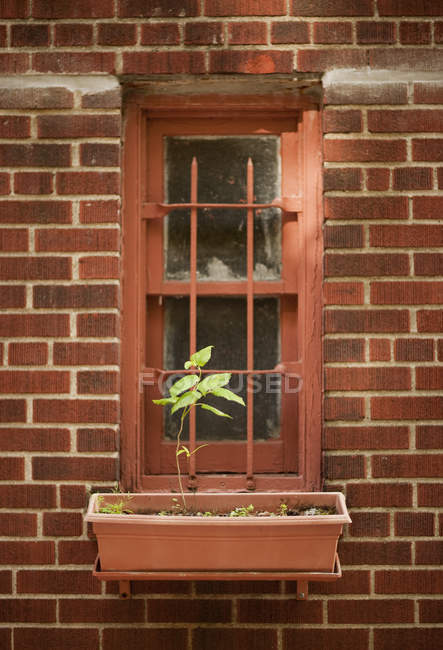Fenêtre avec une seule plante — Photo de stock
