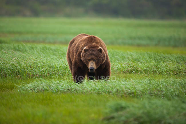 Brown bear, Katmai National Park — portrait, day - Stock Photo | #126612754