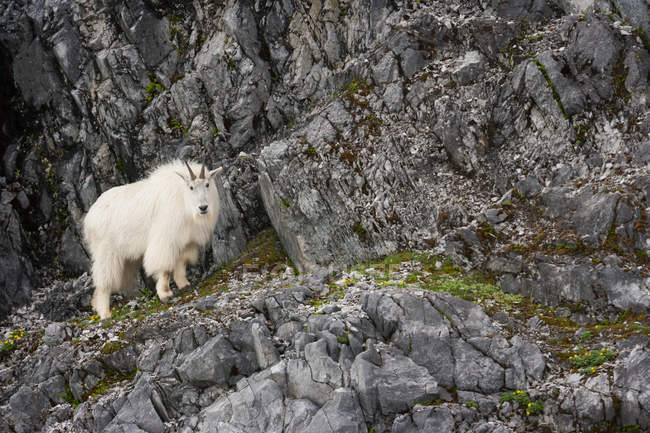 Mountain Goat in Glacier Bay — Stock Photo