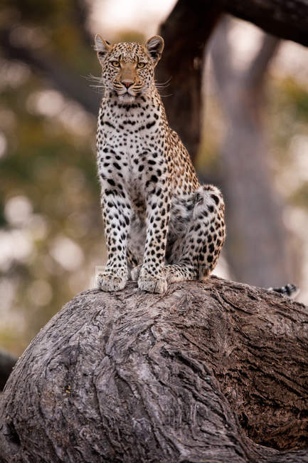 Leopardo, Parque Nacional Chobe — Fotografia de Stock