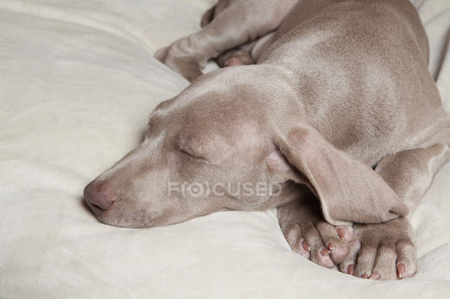 Weimaraner cachorro pedigrí durmiendo - foto de stock