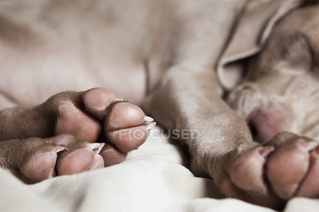 Cachorro durmiendo en una cama
. - foto de stock