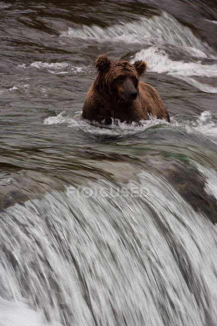 Brown bear, Katmai National Park — Stock Photo