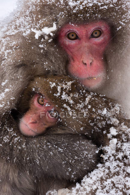 Macacos japoneses, Isla Honshu - foto de stock