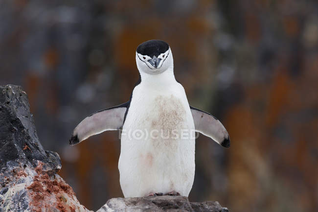 Chinstrap pingüino con el pecho manchado de sangre - foto de stock