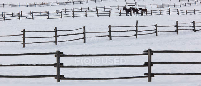 Chevaux dans les enclos sur un ranch — Photo de stock