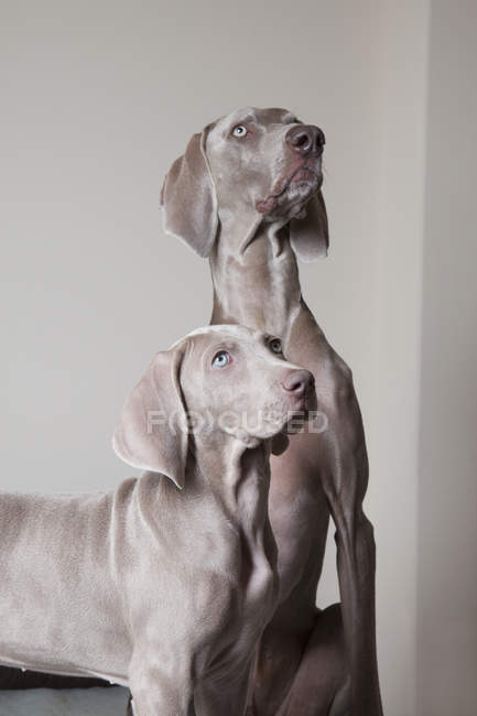 Two dogs side by side looking up. — Stock Photo