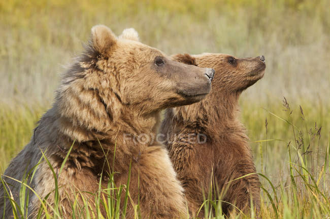 Braunbären, Alakka, USA — Stockfoto