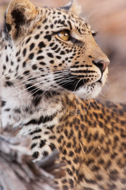 Leopardo tendido en el suelo - foto de stock