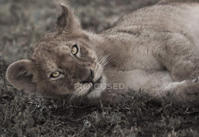 Cucciolo di leone sdraiato a terra — Foto stock
